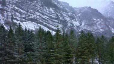 Kışın bir köknar ormanının üzerinde uçmak - karla kaplı ağaçlar - hava görüntüleri