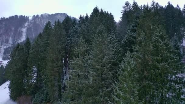 Vol Dessus Une Forêt Sapins Hiver Arbres Enneigés Séquences Aériennes — Video