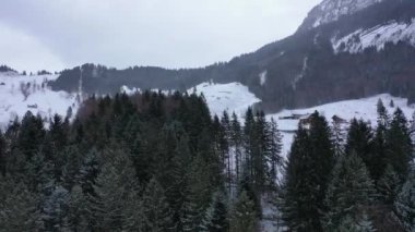 Kışın bir köknar ormanının üzerinde uçmak - karla kaplı ağaçlar - hava görüntüleri