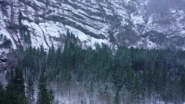 Vuelo Sobre Bosque Abetos Invierno Árboles Nevados Imágenes Aéreas — Vídeo de stock