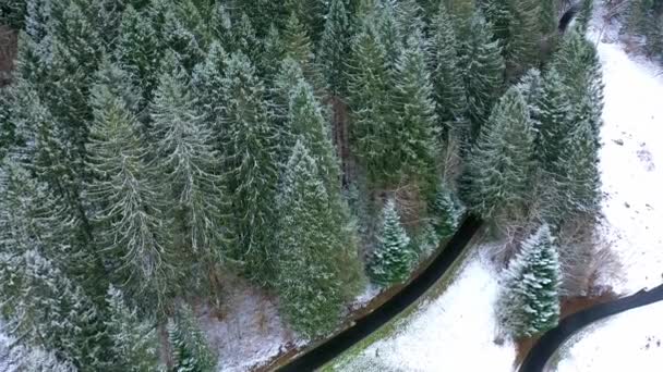 Vlucht Een Dennenbos Winter Besneeuwde Bomen Luchtfoto — Stockvideo