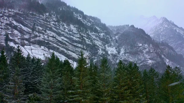 Vol Dessus Une Forêt Sapins Hiver Arbres Enneigés Photographie Aérienne — Photo