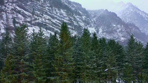 Vol Dessus Une Forêt Sapins Hiver Arbres Enneigés Photographie Aérienne — Photo