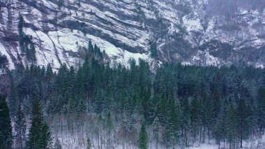 Kışın bir köknar ormanının üzerinde uçmak - karla kaplı ağaçlar - hava fotoğrafçılığı