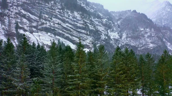 Vol Dessus Une Forêt Sapins Hiver Arbres Enneigés Photographie Aérienne — Photo