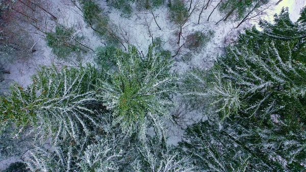 Latanie Nad Jodłowym Lasem Zimą Zakryte Śniegiem Drzewa Zdjęcia Lotnicze — Zdjęcie stockowe