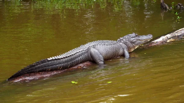 Alligatore sdraiato nelle paludi - fotografia di viaggio — Foto Stock