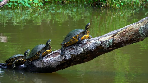 Turtles in the swamps of Louisiana - travel photography — Stock Photo, Image