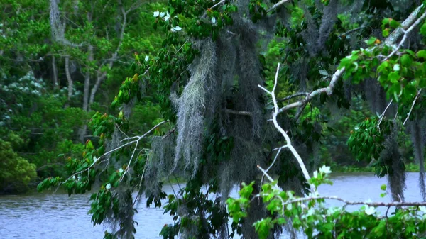 Incrível vegetação selvagem em pântanos da Louisiana - viagens de fotos — Fotografia de Stock