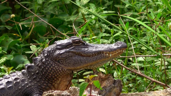 Alligatore selvatico nella palude della Louisiana - fotografia di viaggio — Foto Stock