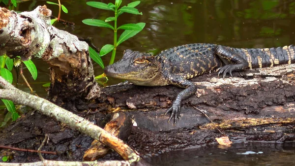 Bambino alligatore nella palude della Louisiana - fotografia di viaggio — Foto Stock