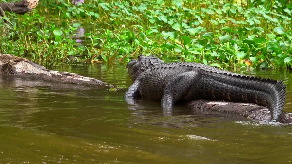 ルイジアナ州の沼で野生のワニ-旅行写真 — ストック写真