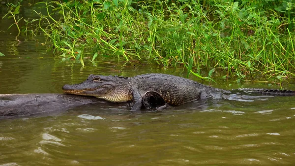 Animali selvatici nella palude - un alligatore sdraiato su un tronco - fotografia di viaggio — Foto Stock