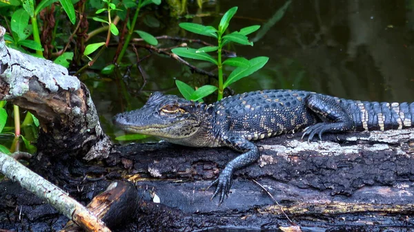 Bambino alligatore nella palude della Louisiana - fotografia di viaggio — Foto Stock