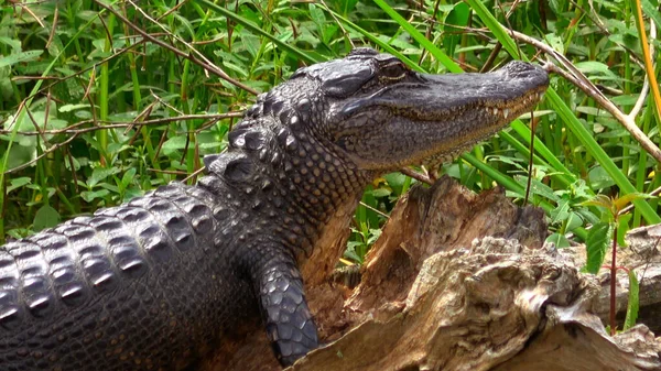 Alligatore selvatico nella palude della Louisiana - fotografia di viaggio — Foto Stock