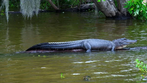 Wilderness in the swamps - alligator - travel photography