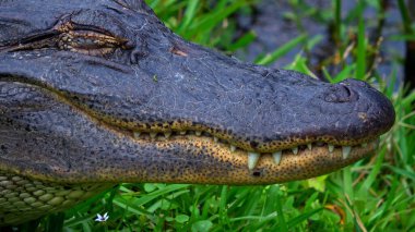 Louisiana bataklıklarında büyük bir timsah. Seyahat fotoğrafçılığı.