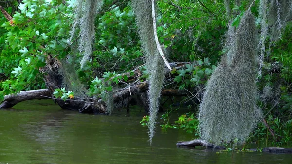 Paseo en barco por el pantano - naturaleza increíble - fotografía de viaje —  Fotos de Stock