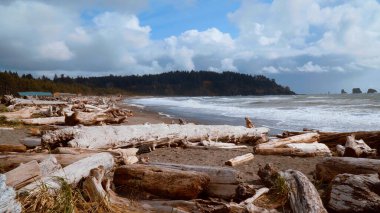 Vahşi La Push Plajı, ünlü orman patikası, seyahat fotoğrafçılığı.