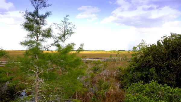 Amerika 'daki Everglades Ulusal Parkı' nda yürüyorum. — Stok fotoğraf