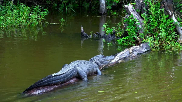 Аллигатор, лежащий в болотах - туристическая фотография — стоковое фото