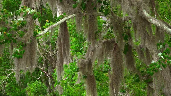 Louisiana bataklıklarında etkileyici bir doğa. Seyahat fotoğrafçılığı. — Stok fotoğraf