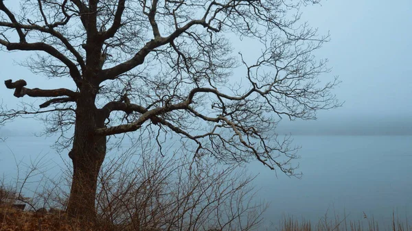 Árboles misteriosos y un crucifijo en la niebla - espeluznante imagen de miedo - fotografía de viaje —  Fotos de Stock