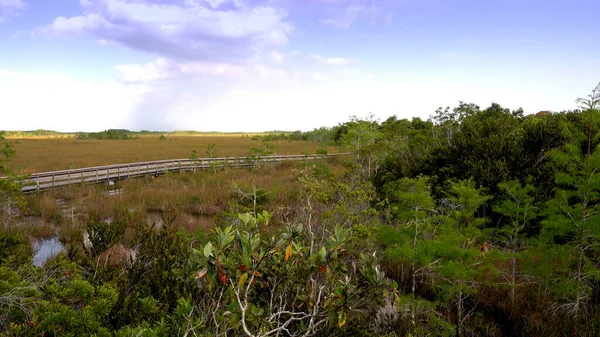 Caminhando pelo Parque Nacional Everglades nos EUA — Fotografia de Stock