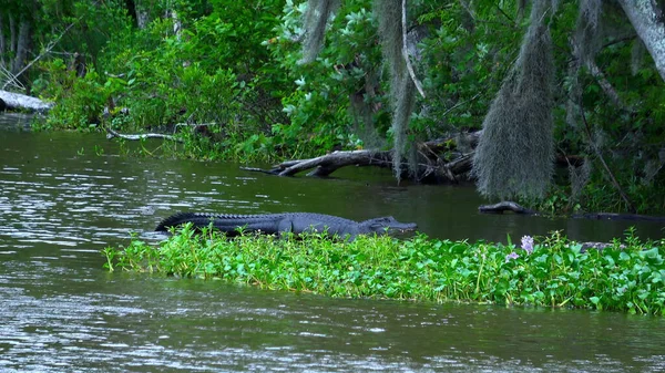 Divoká vegetace v bažinách Louisiany - cestovní fotografie — Stock fotografie