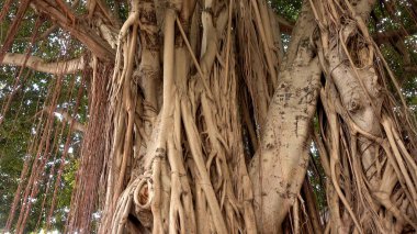 Miami Bayside 'daki ünlü Banyan Ağacı - MIAMI, ABD 10 Nisan 2016