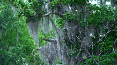 Amazing nature in Louisiana swamps - travel photography clipart