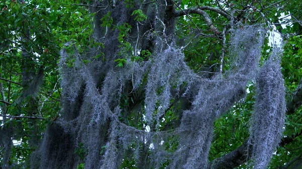 Natureza impressionante nos pântanos de Louisiana - viagens de fotografia — Fotografia de Stock