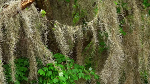 Άγρια βλάστηση στους βάλτους της Λουιζιάνα - ταξιδιωτική φωτογραφία — Φωτογραφία Αρχείου