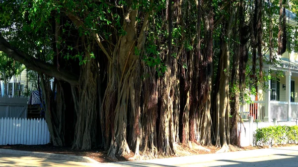 Величезне дерево Баньян у фотографії, яка подорожує Ключем Заходу. — стокове фото