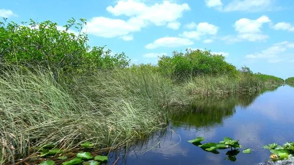 Amazing Airboat Ride through the Everglades of South USA