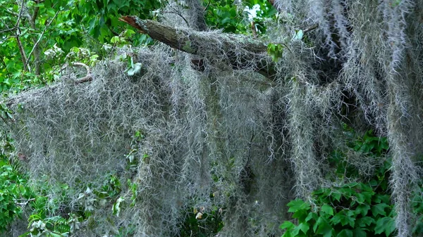 Καταπληκτική φύση στους βάλτους της Λουιζιάνα - ταξιδιωτική φωτογραφία — Φωτογραφία Αρχείου