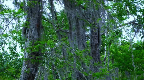 Vegetação selvagem em pântanos da Louisiana - viagens de fotos — Fotografia de Stock