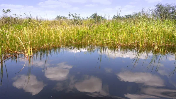 Vegetación de césped aserrado en los Everglades salvajes de EE.UU. — Foto de Stock