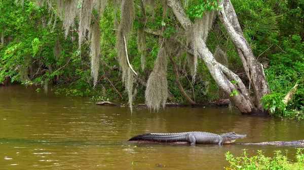 ルイジアナ州の沼-旅行写真 — ストック写真