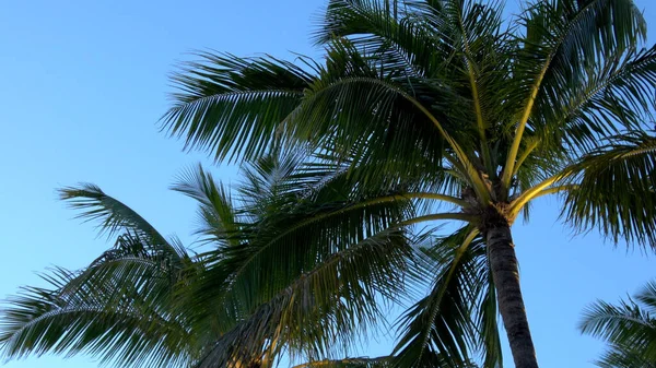 Palmetrær om kvelden i en romantisk bukt - reisefotografering – stockfoto