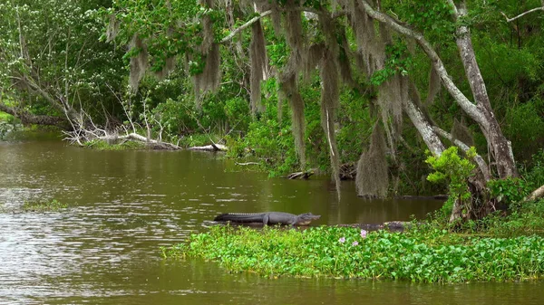 Wild vegetation in Louisiana swamps - travel photography