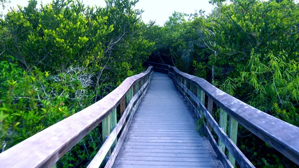 Everglades National Park no sul dos EUA — Fotografia de Stock