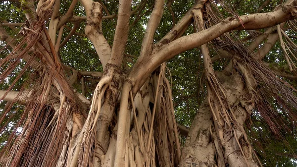 Árvore de Banyan famosa em Miami Bayside - MIAMI, EUA 10 de abril de 2016 — Fotografia de Stock