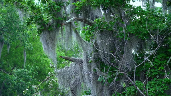 Úžasná příroda v Louisianských bažinách - cestovní fotografie — Stock fotografie