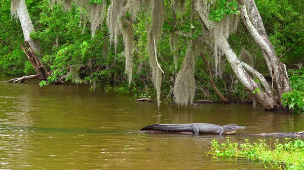 The Swamps of Louisiana - cestovní fotografie — Stock fotografie