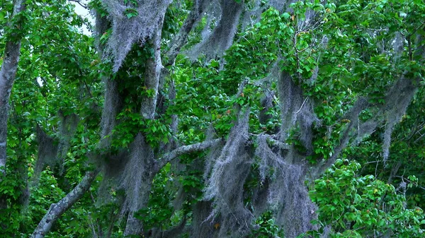 Os pântanos de Louisiana - viagens de fotografia — Fotografia de Stock