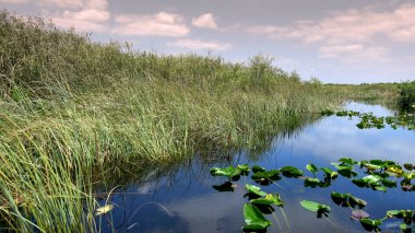 Güney Amerika 'daki Everglades' in vahşi bitki örtüsü.