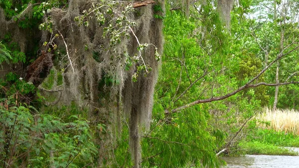 Vegetazione selvaggia nelle paludi della Louisiana - fotografia di viaggio — Foto Stock