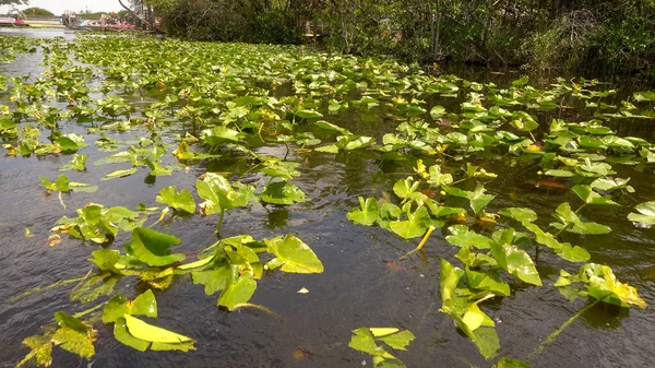 Slavný Everglades of USA — Stock fotografie