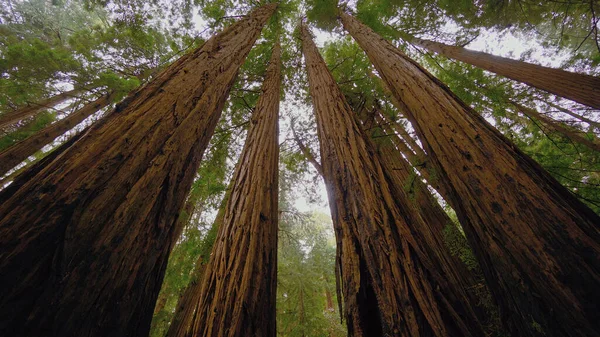Redwood Ulusal Parkı 'ndaki dev kırmızı sedir ağaçları - seyahat fotoğrafçılığı — Stok fotoğraf